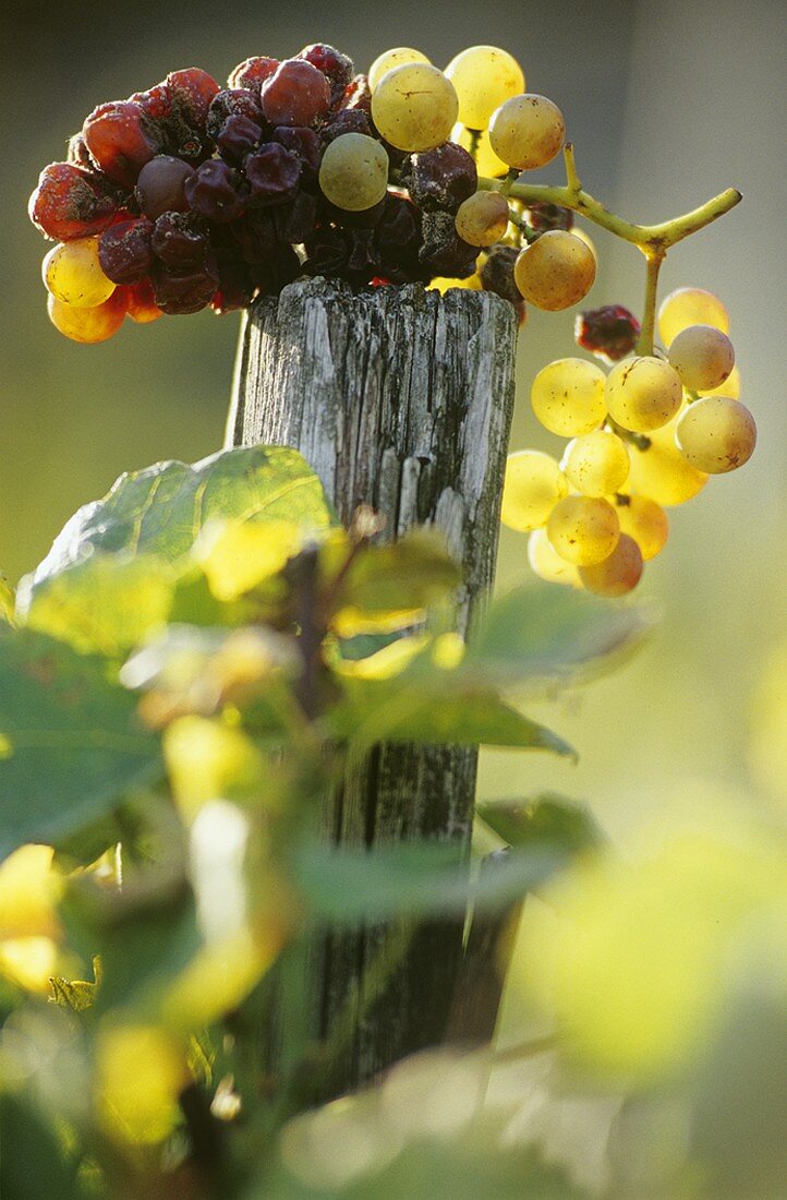 Ermitage grapes