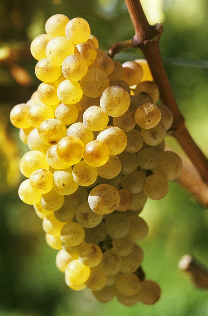 Chasselas grapes (also known as Gutedel, West Switzerland)