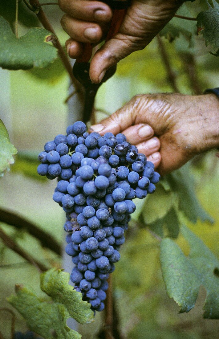 Nebbiolo, winemaker cutting bunch of grapes