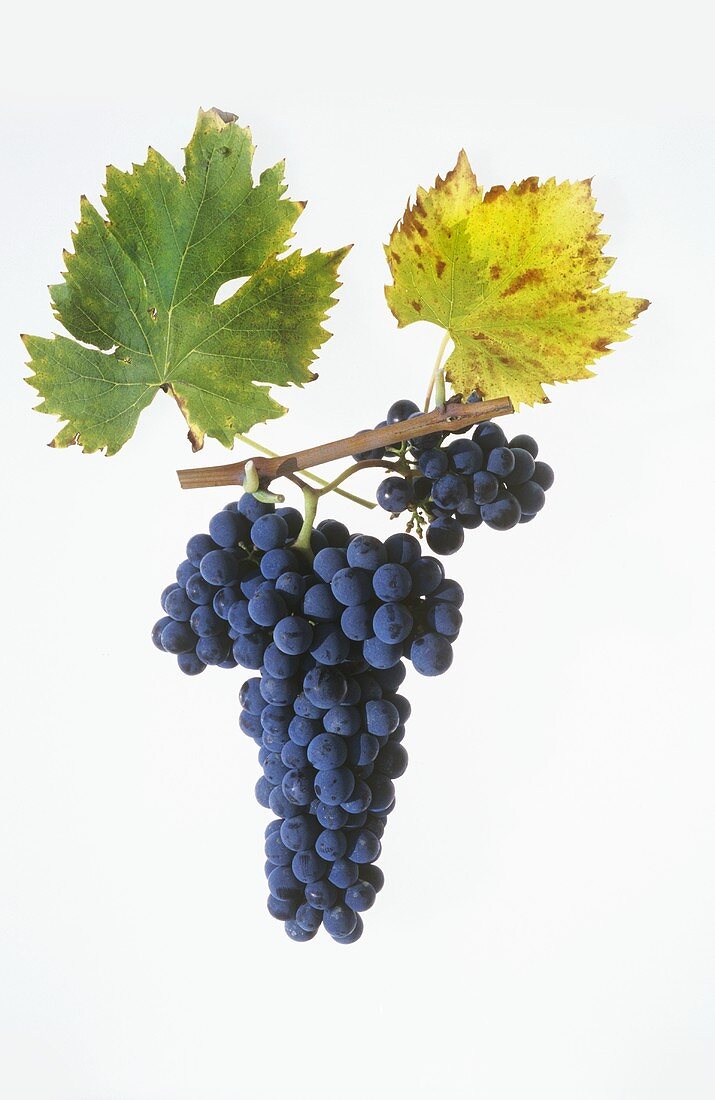 Sangiovese grapes with leaves
