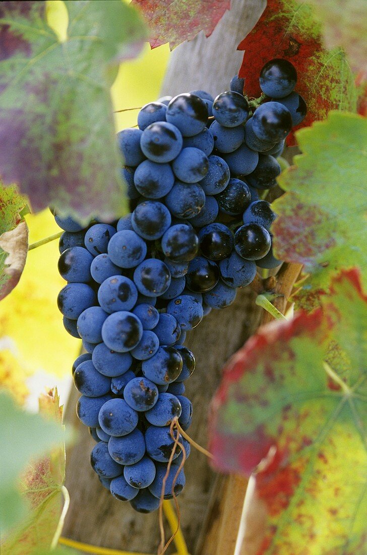 Aglianico grapes (grown in Campania and Basilicata)