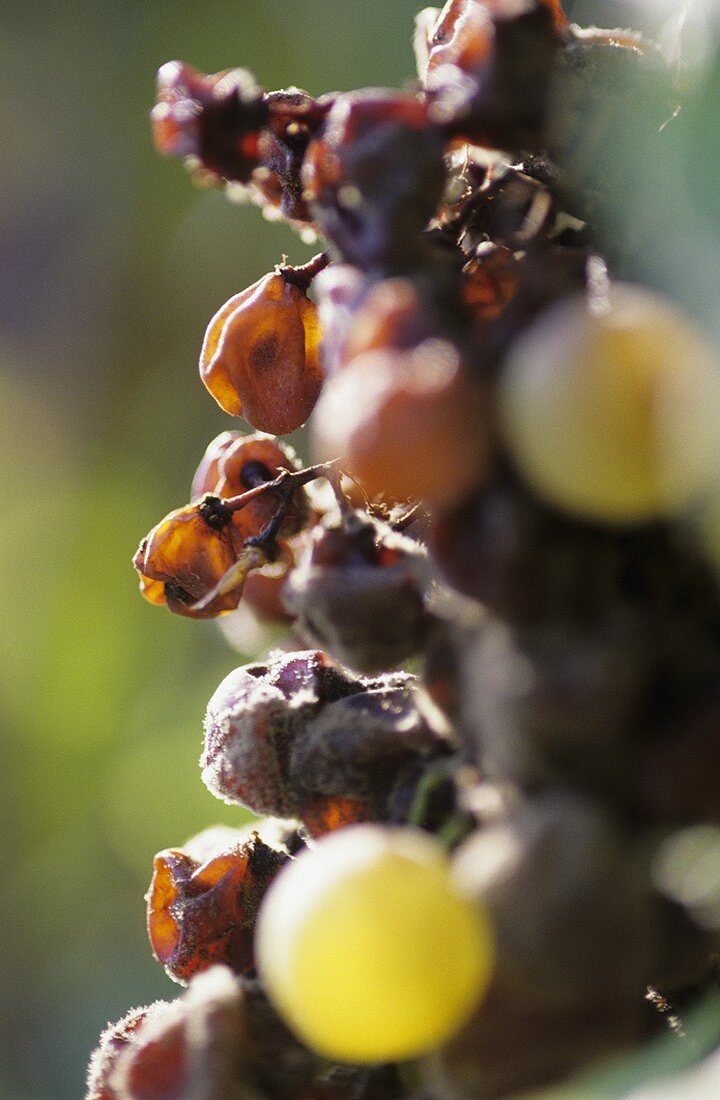 Semillon grapes with botrytis fungus, Sauternes