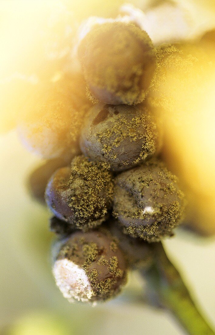 Semillon Traubenbeeren mit Botrytispilz, Sauternes, Frankreich