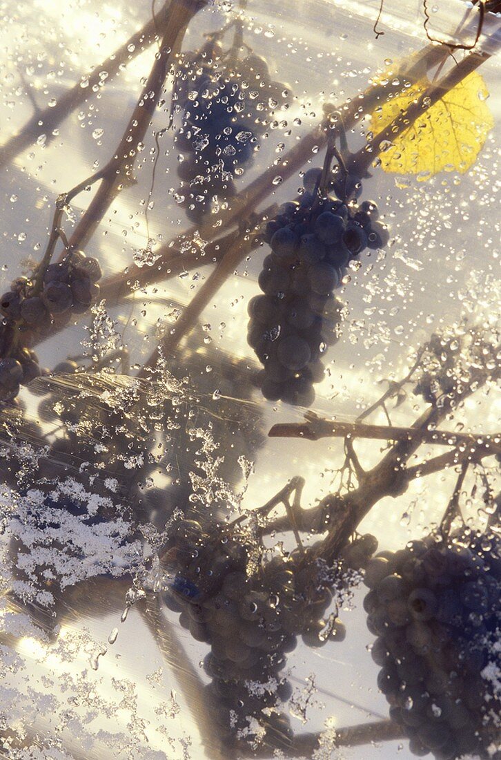 Blauburgunder grapes for ice wine, under plastic, Zürich, Switzerland