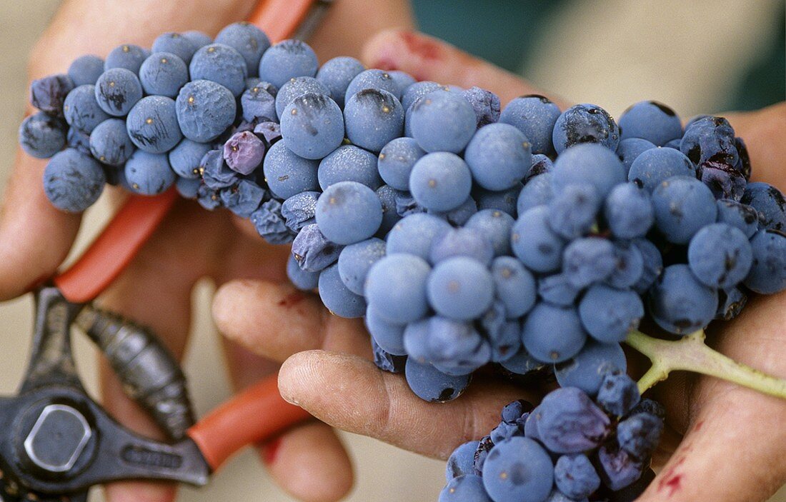 Piedirosso grapes in wine-grower's hand, Campania, Italy