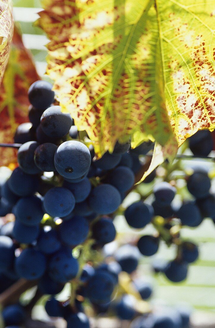Regent grapes with coloured leaf