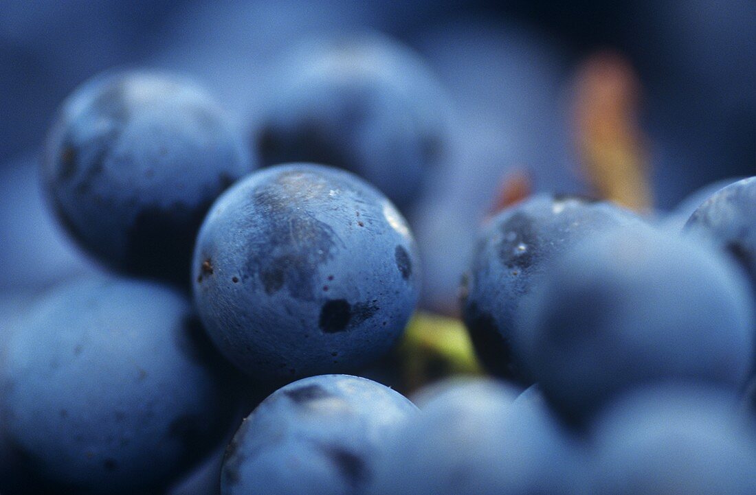 Merlot Traubenbeeren, Tessin, Italien