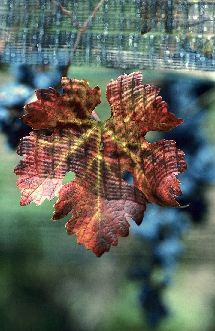 Cabernet Sauvignon leaf, bird netting