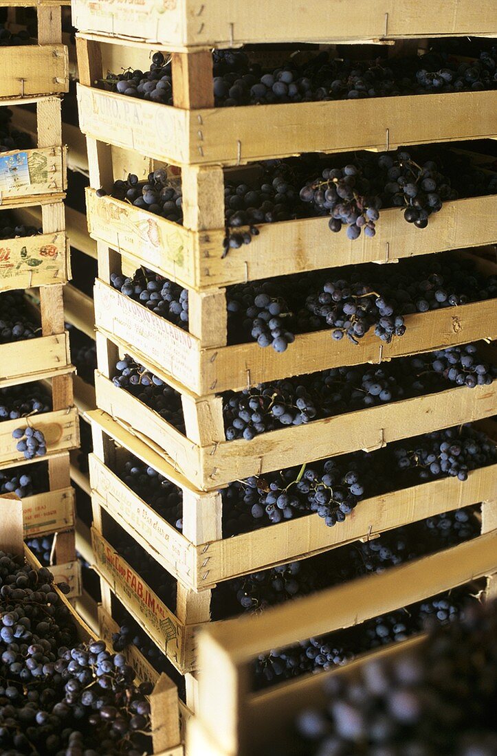 Appassimento (Drying grapes in crates)