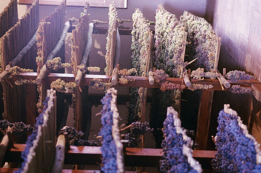 Grapes drying on reed mats for Vin Santo, Tuscany
