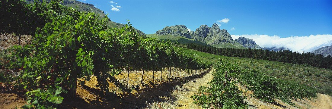 Weinberge im Jonkershoek Valley, Stellenbosch, Südafrika