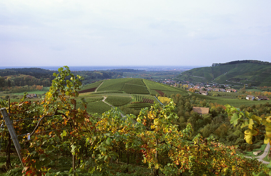 Weinbau bei Durbach, Baden, Deutschland