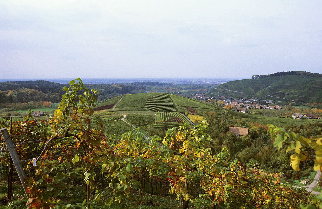 Wine-growing near Durbach, Baden, Germany