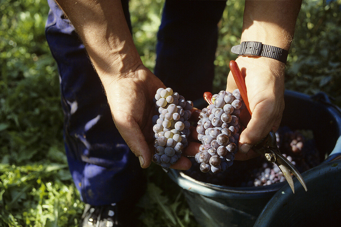 Picking Spätburgunder grapes, Baden, Germany