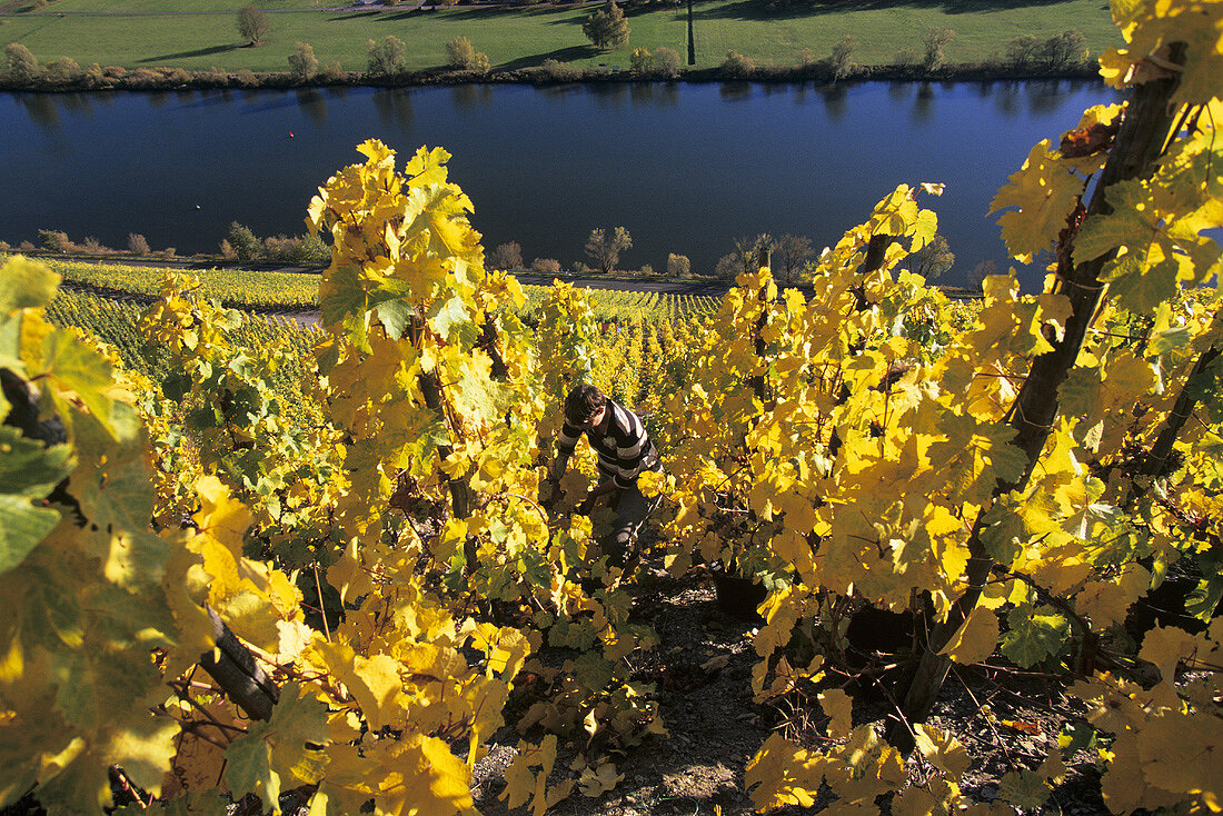 Weinlese im Weinberg, Mosel, Deutschland