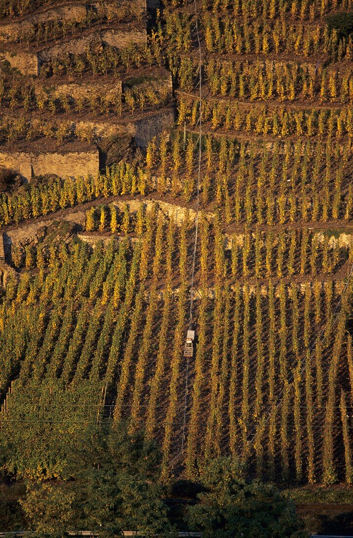 Winninger Uhlen, Mosel, Germany