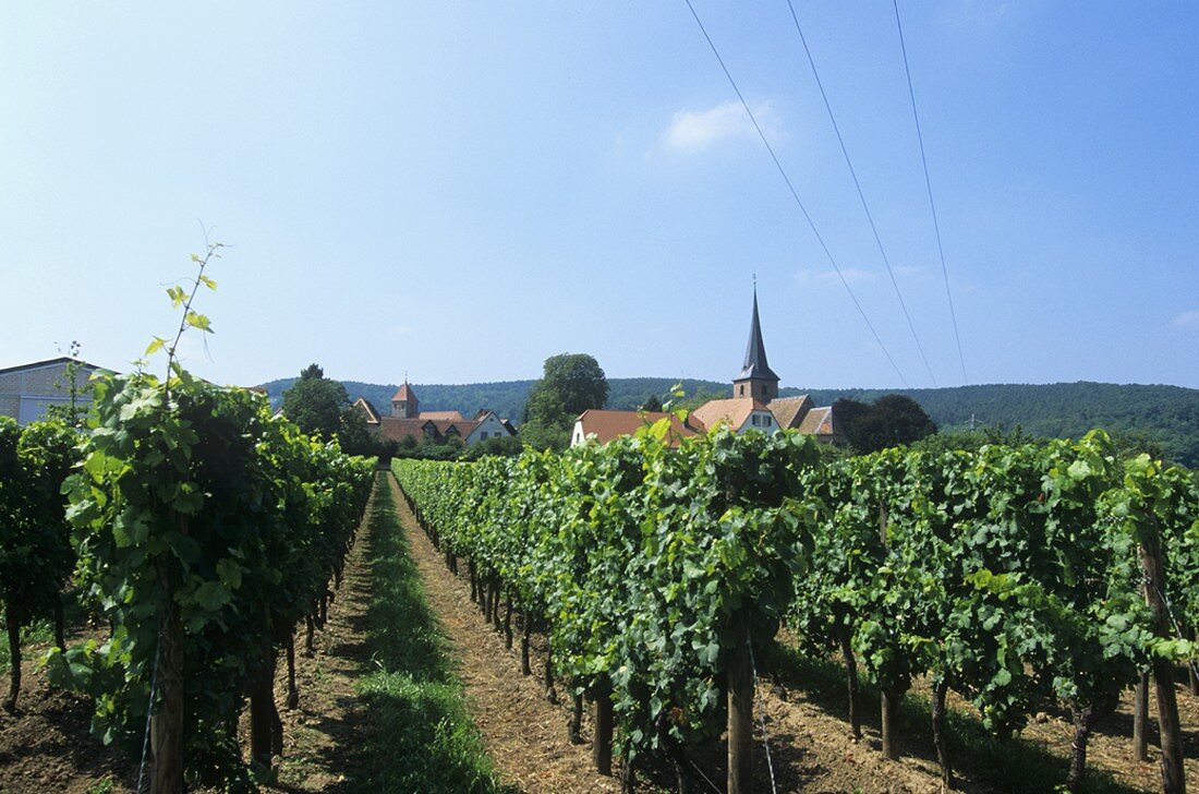 Weisenheim am Berg, Palatinate, Germany