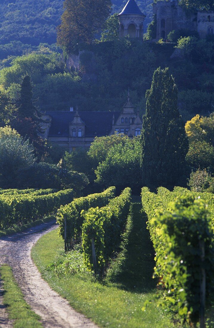 Wine village of Neustadt-Haardt, Palatinate, Germany