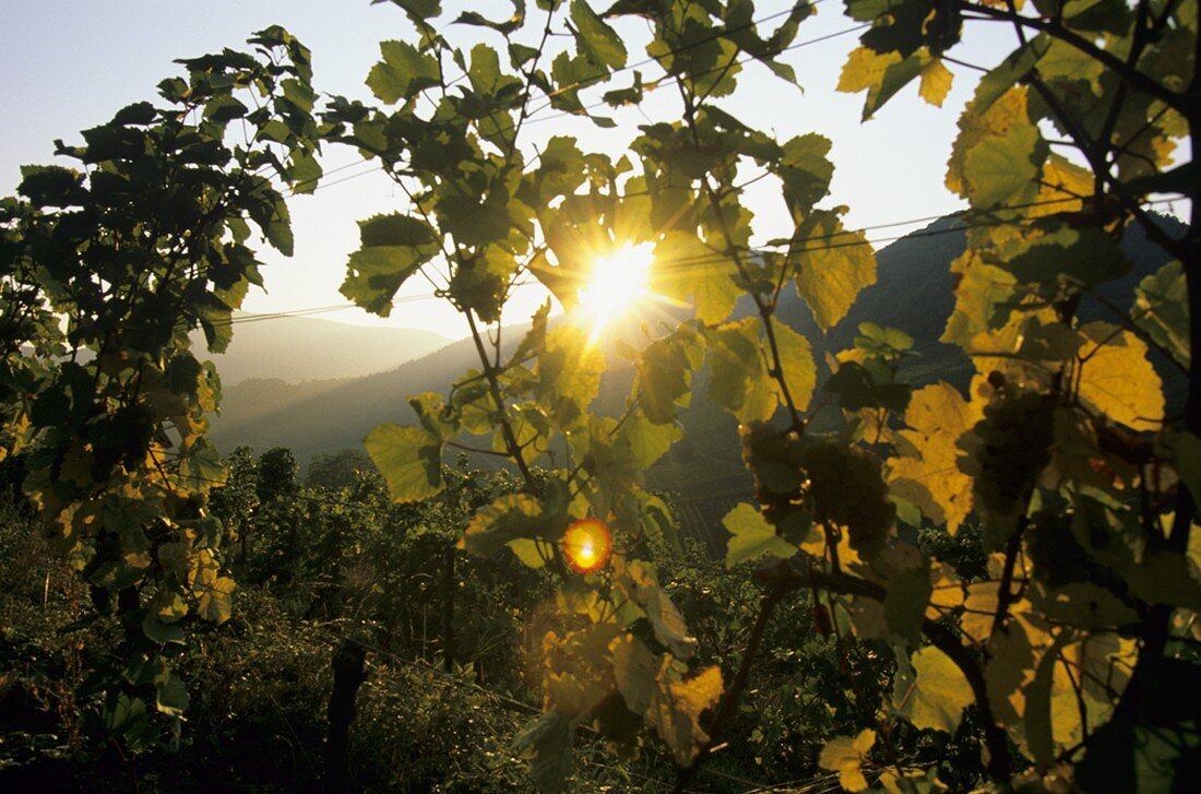 Birkweiler in autumn, Palatinate, Germany