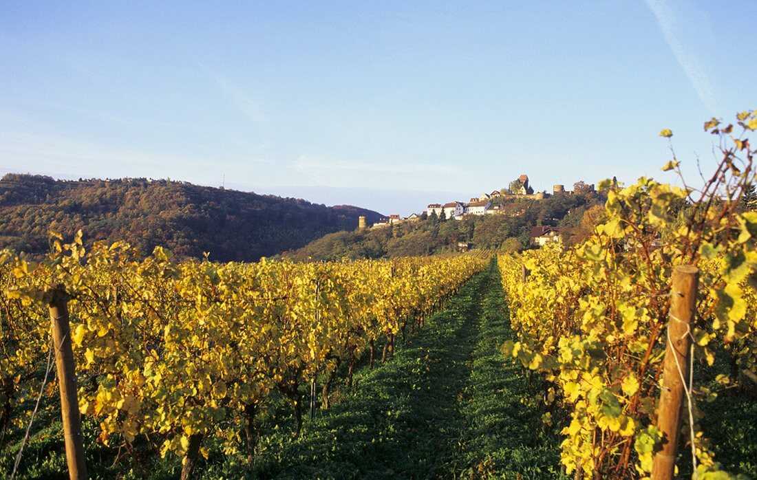 Weinbau bei Neuleiningen, Pfalz, Deutschland