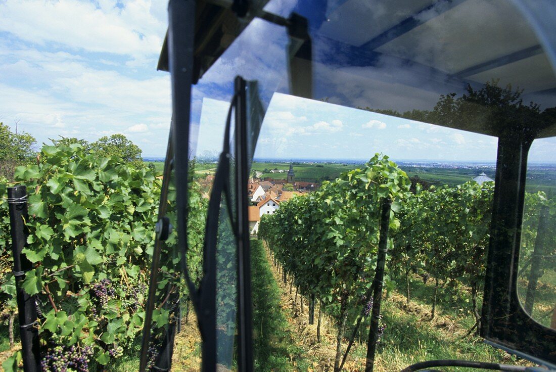 Work in vineyard, Frankweiler, Palatinate, Germany