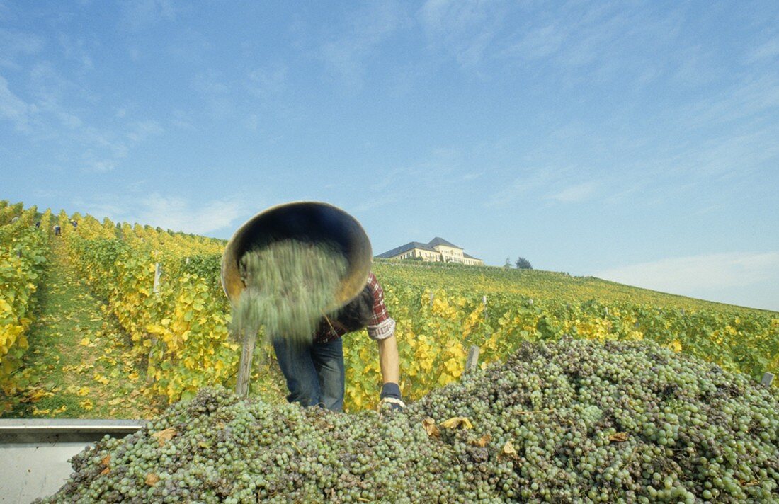 Grape picking, Schloss Johannisberg, Rheingau, Germany