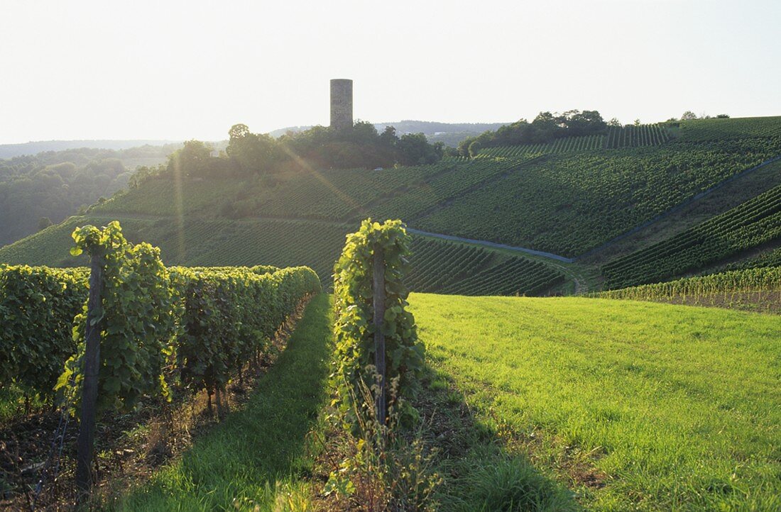 Weinbau bei Kiedrich, Rheingau, Deutschland