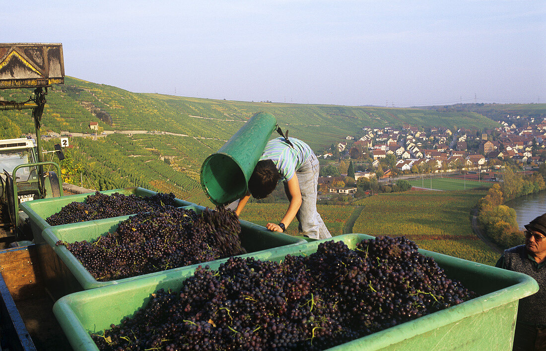 Weinarbeiter leert Korb aus, Württemberg, Deutschland