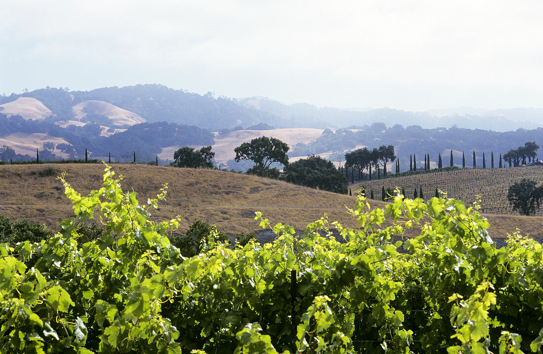 Wine landscape in Sonoma Valley, California, USA