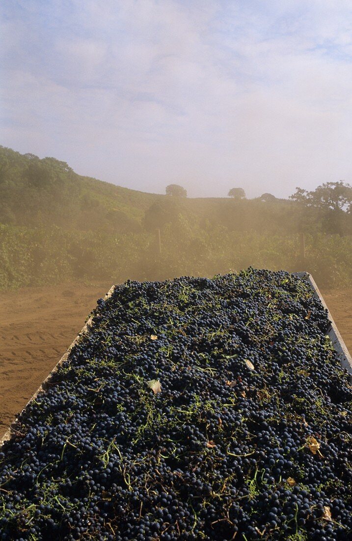 Harvested red wine grapes, Napa Valley, California, USA
