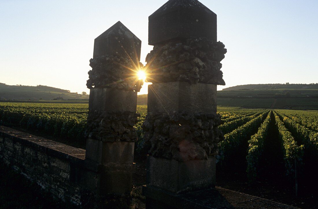 Ein Clos bei Pommard, Burgund, Frankreich