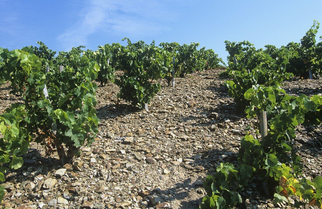 Weinberg bei Banyuls, Roussillon, Bordeaux, Frankreich