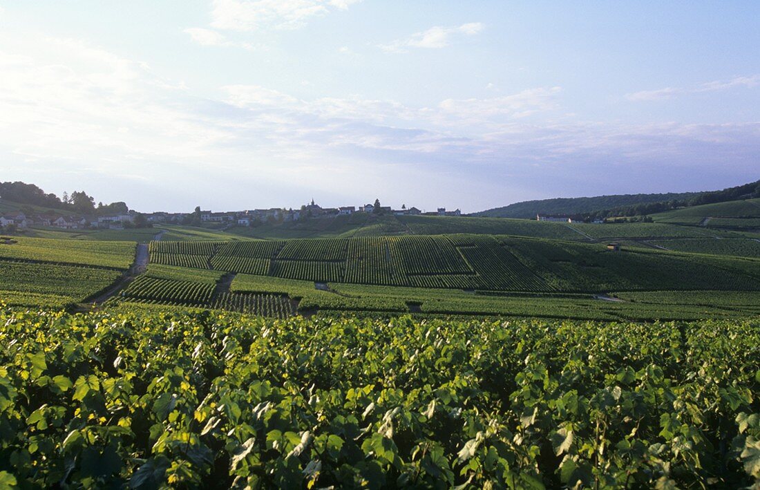 Wine-growing near Cramant, Côte des Blancs, Champagne, France
