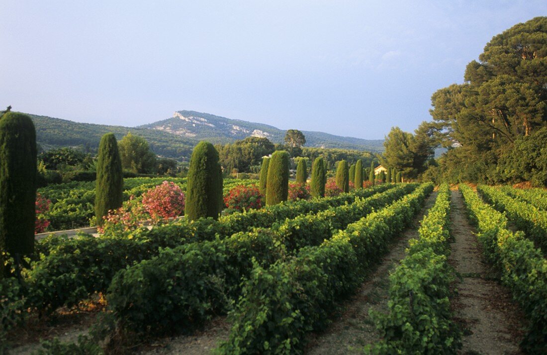 Weinbau bei Cassis, Provence, Frankreich