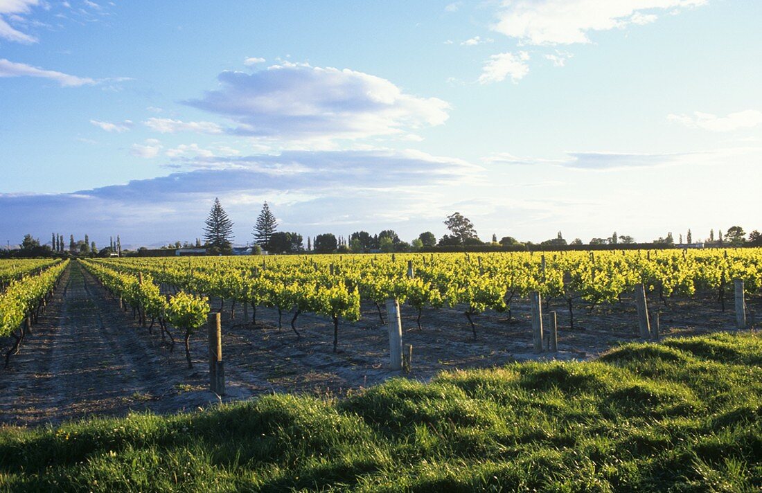 Brookfields Vineyards, Meeanee, Hawke's Bay, N. Zealand
