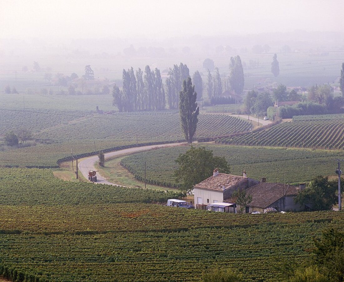 Weinbau bei St-Etienne-de-Lisse, St-Émilion, Gironde, Frankreich
