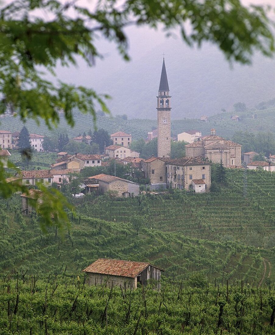 Weinkulturen für Prosecco, Guia, Veneto, Italien