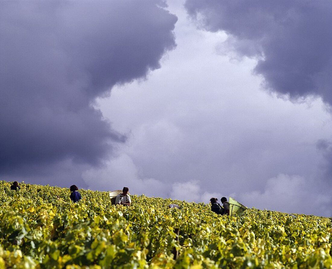 Weinlese in Valmur auf Weinberg von Guy Robin, Chablis, Frankreich