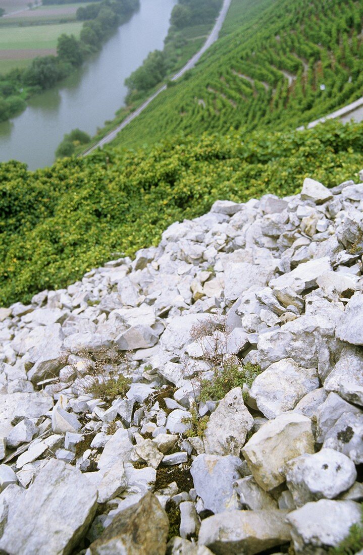 Muschelkalk, Mundelsheimer Käsberg, Mundelsheim, Deutschland