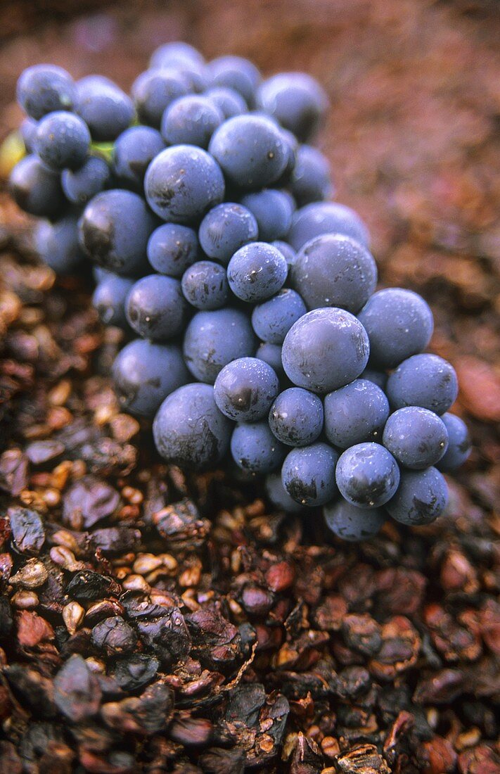 Spätburgunder on red grape pomace