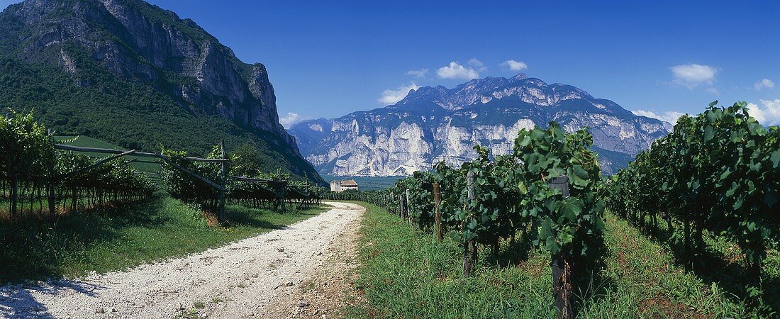 Anbaugebiet Trentino, Italien