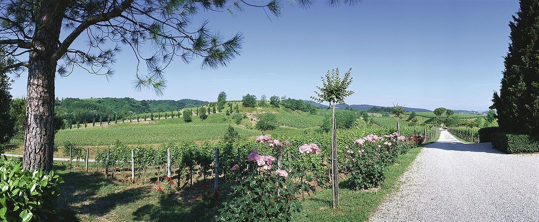Russiz Superiore Wine Estate, Gorizia, Friuli, Italy