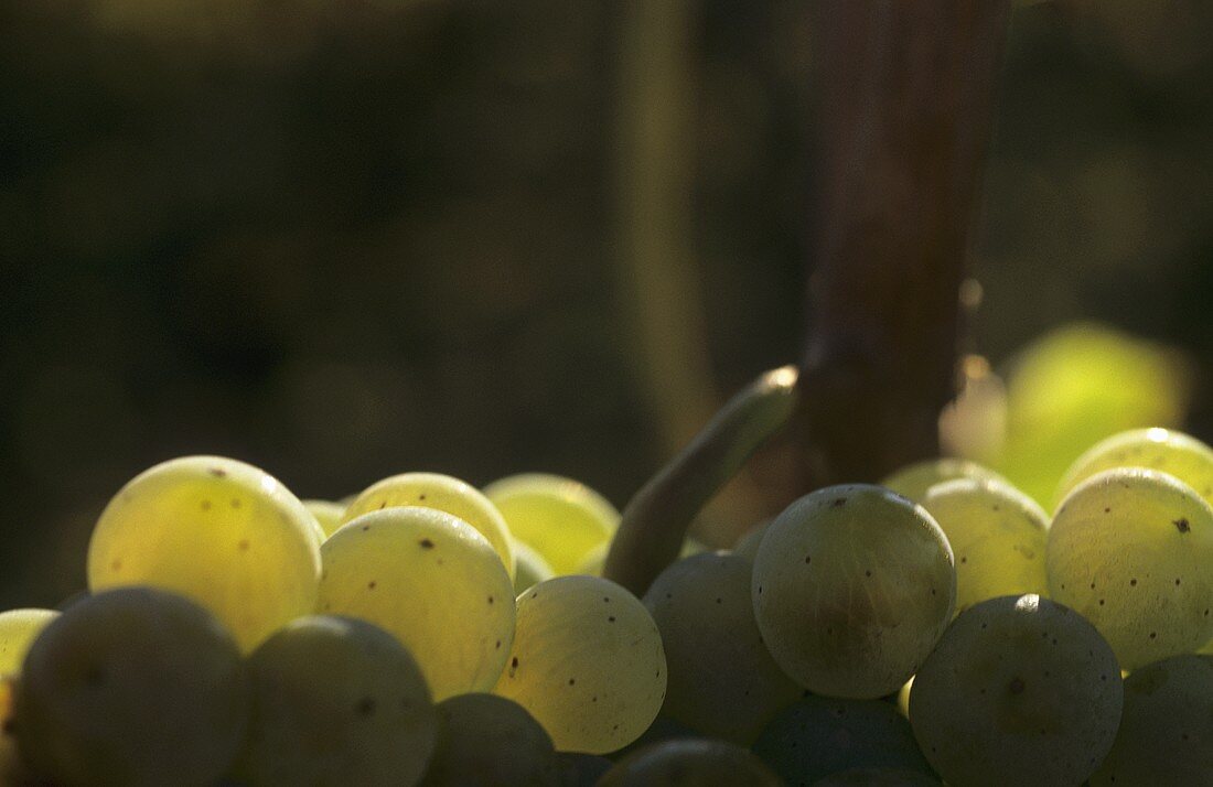 Riesling grapes