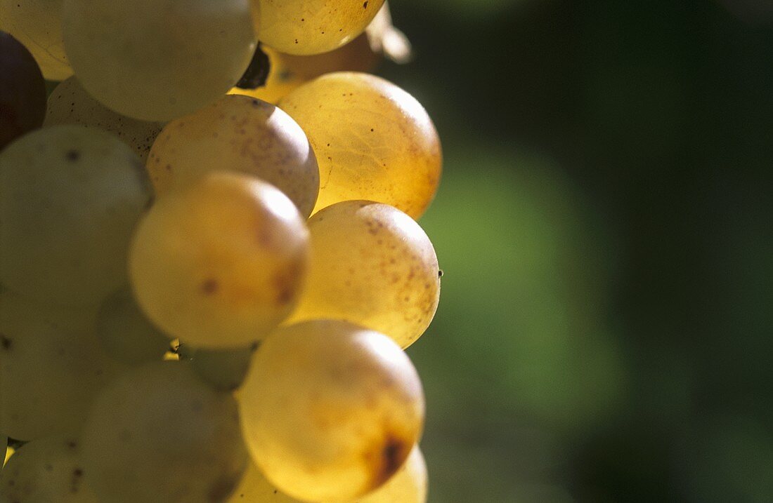 Gutedel grapes (close-up)