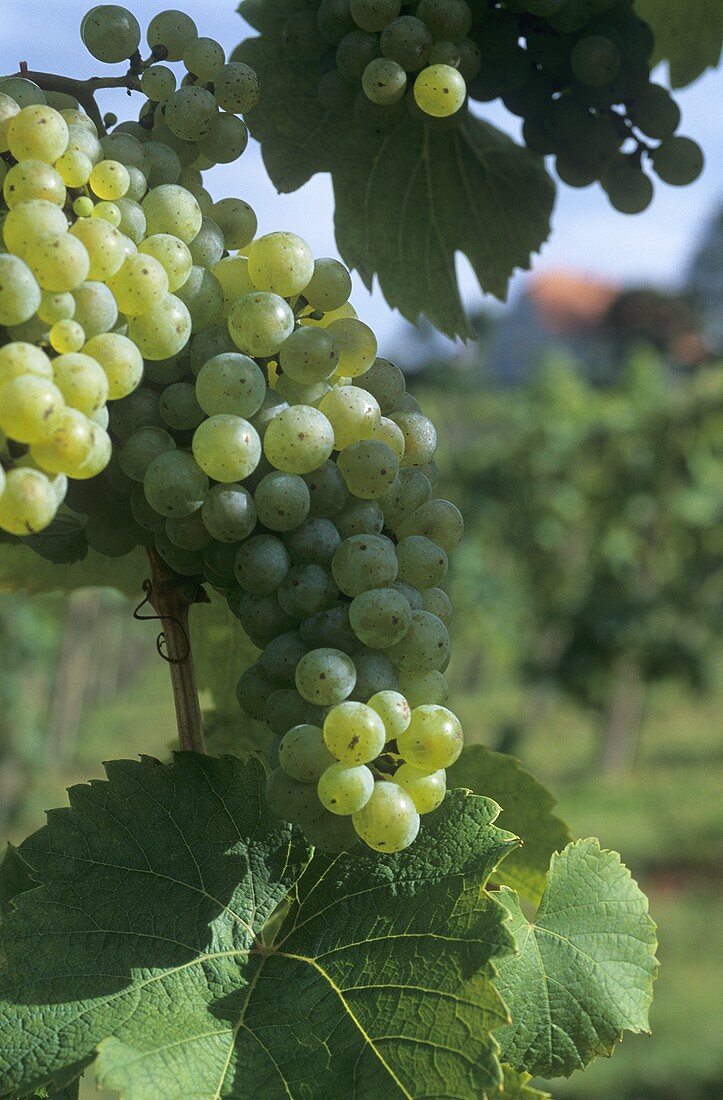 Riesling-Trauben (Österreich)