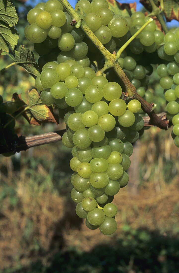 Alvarinho grapes hanging on the vine