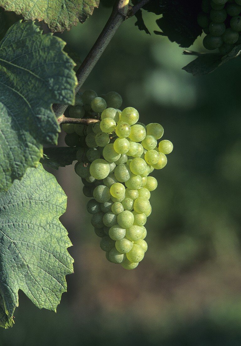 Sauvignon Blanc-Trauben am Rebstock hängend