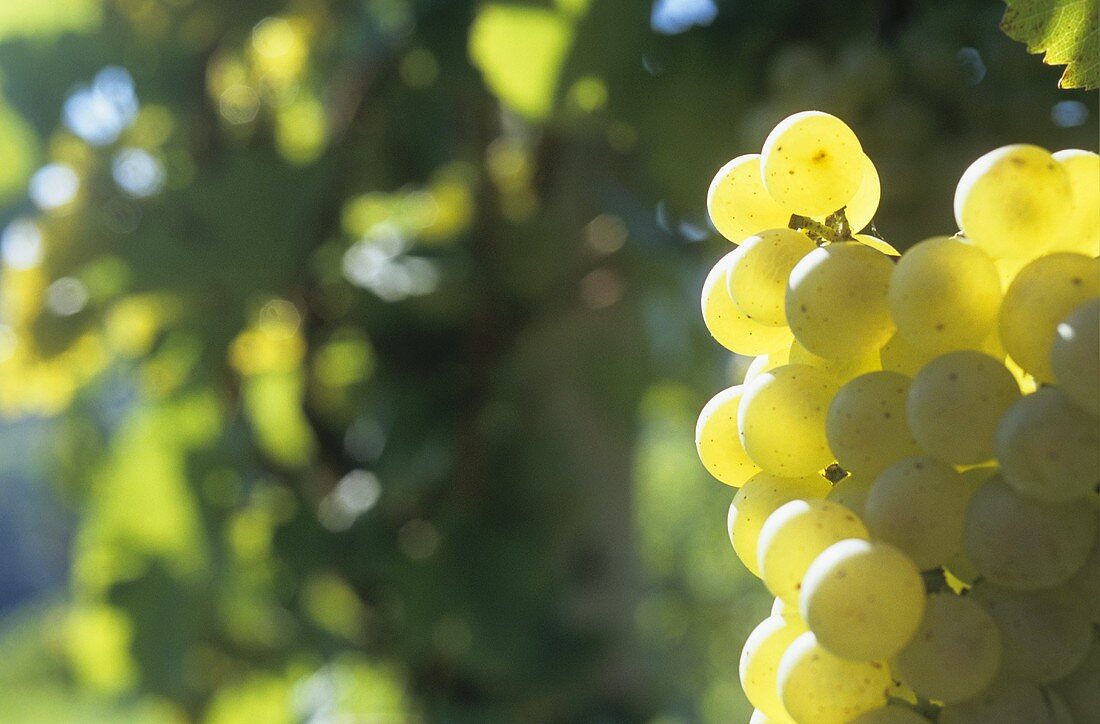 Chardonnay grapes (close-up, Austria)