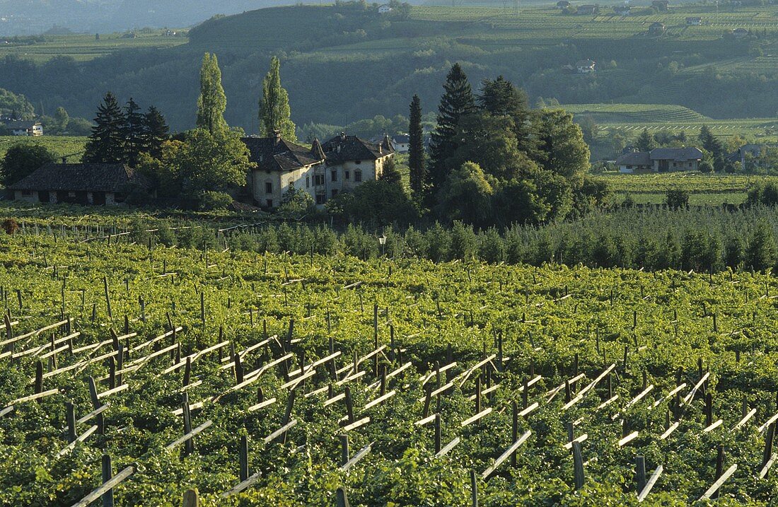 Weinberg (Pergolaerziehung), Eppan, Südtirol, Italien