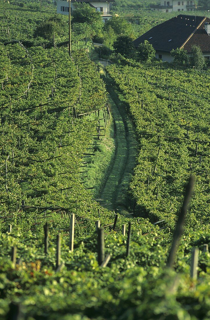 Vineyard near Kaltern (Caldaro), S. Tyrol, Italy
